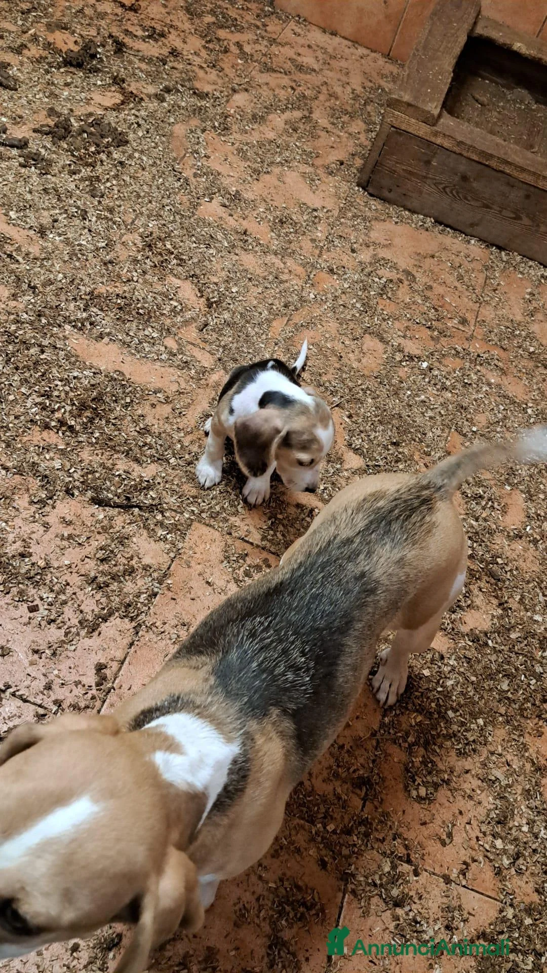 Beagle cani in vendita: cuccioli beagle disponibili subito - Annuncio 5