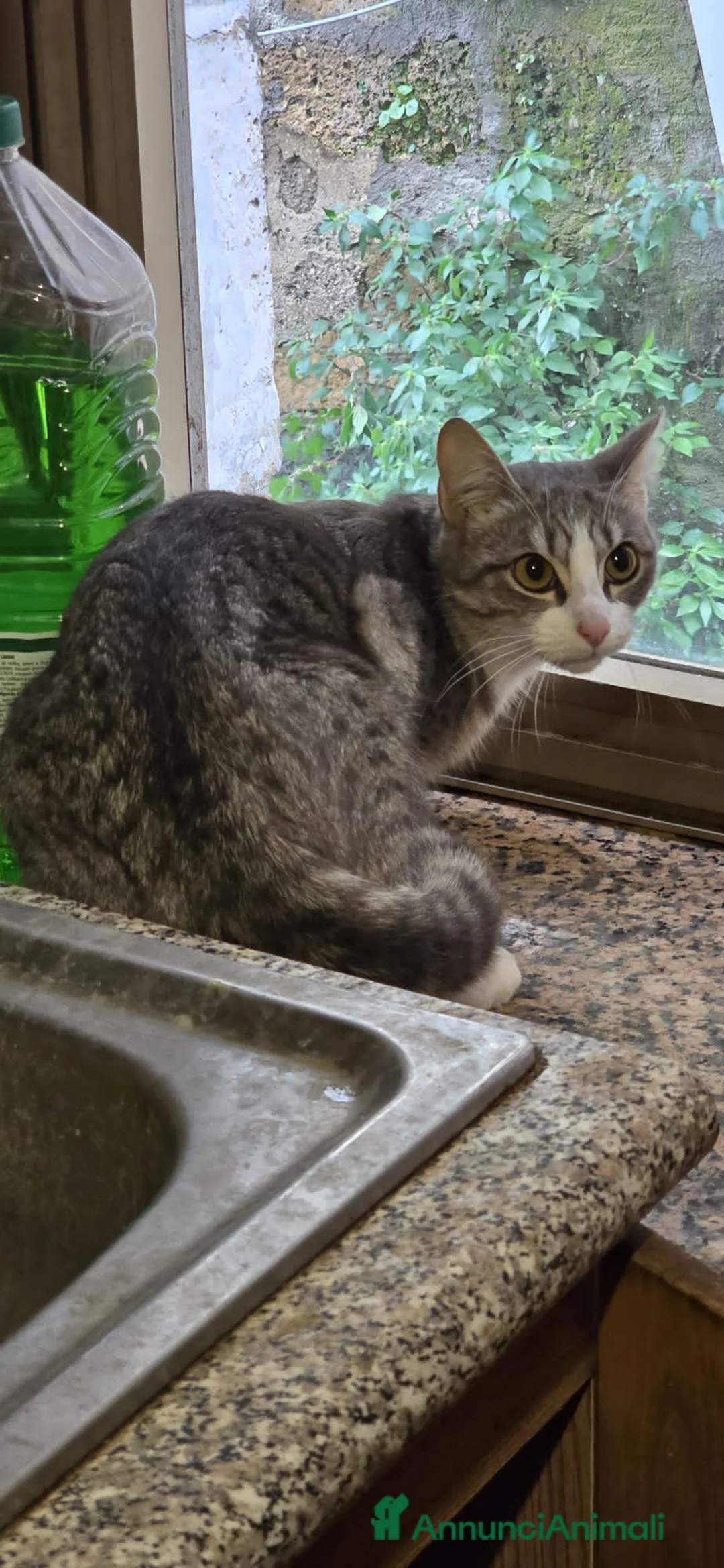 Europeo gatti in regalo: Picchio e poldino cercano casa - Annuncio 8