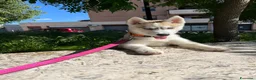 Husky cani in vendita: Cucciola Siberian Husky - Annuncio 4