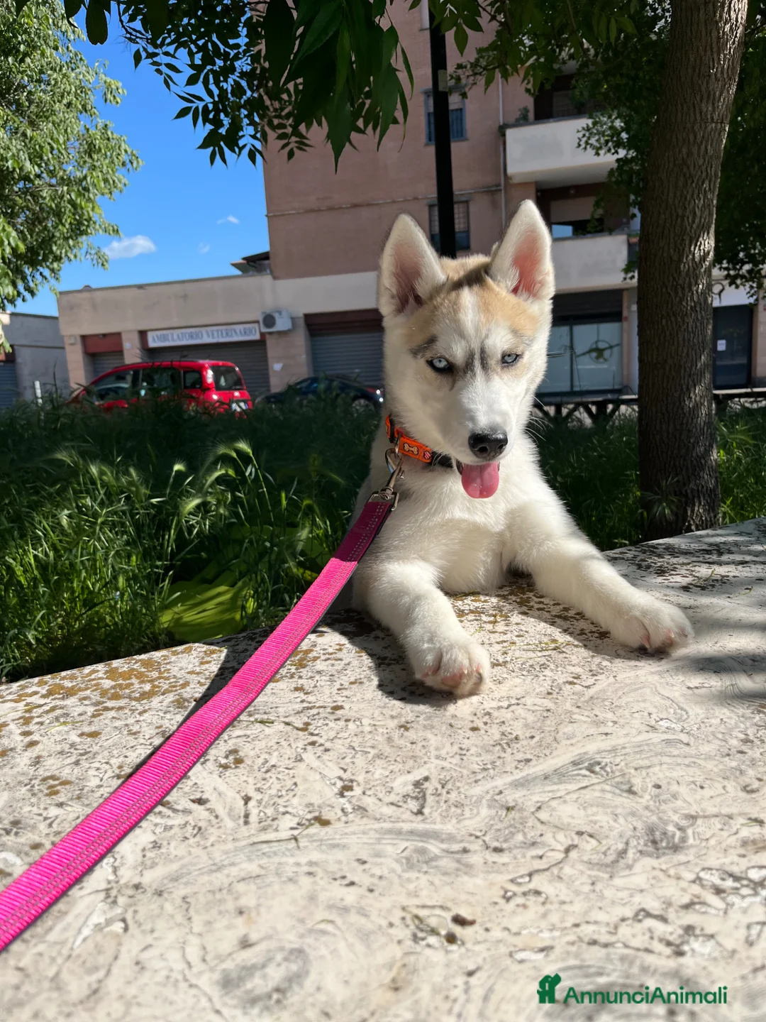 Husky cani in vendita: Cucciola Siberian Husky - Annuncio 4