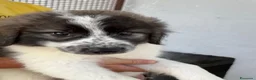 Meticcio cani in regalo: Meravigliosi cuccioli tg grande a Città Metropolitana di Torino - Annuncio 2
