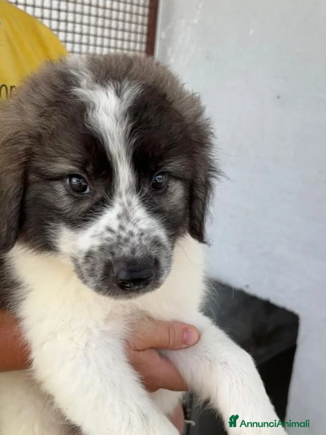 Meticcio cani in regalo: Meravigliosi cuccioli tg grande a Città Metropolitana di Torino - Annuncio 2