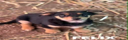Meticcio cani in regalo: 8 super CUCCIOLI tg PICCOLA cercano amore! - Annuncio 10