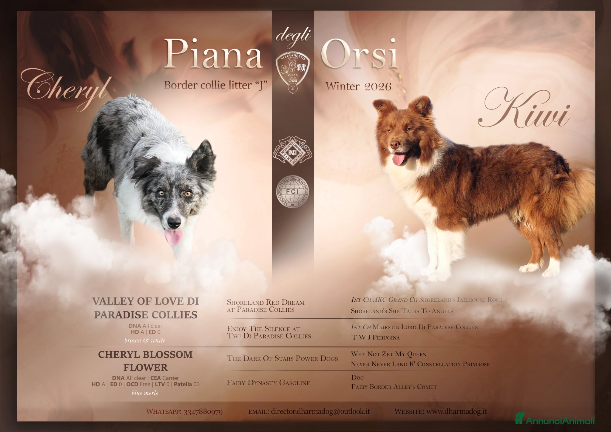 Border Collie cani Border collie - Annuncio 1