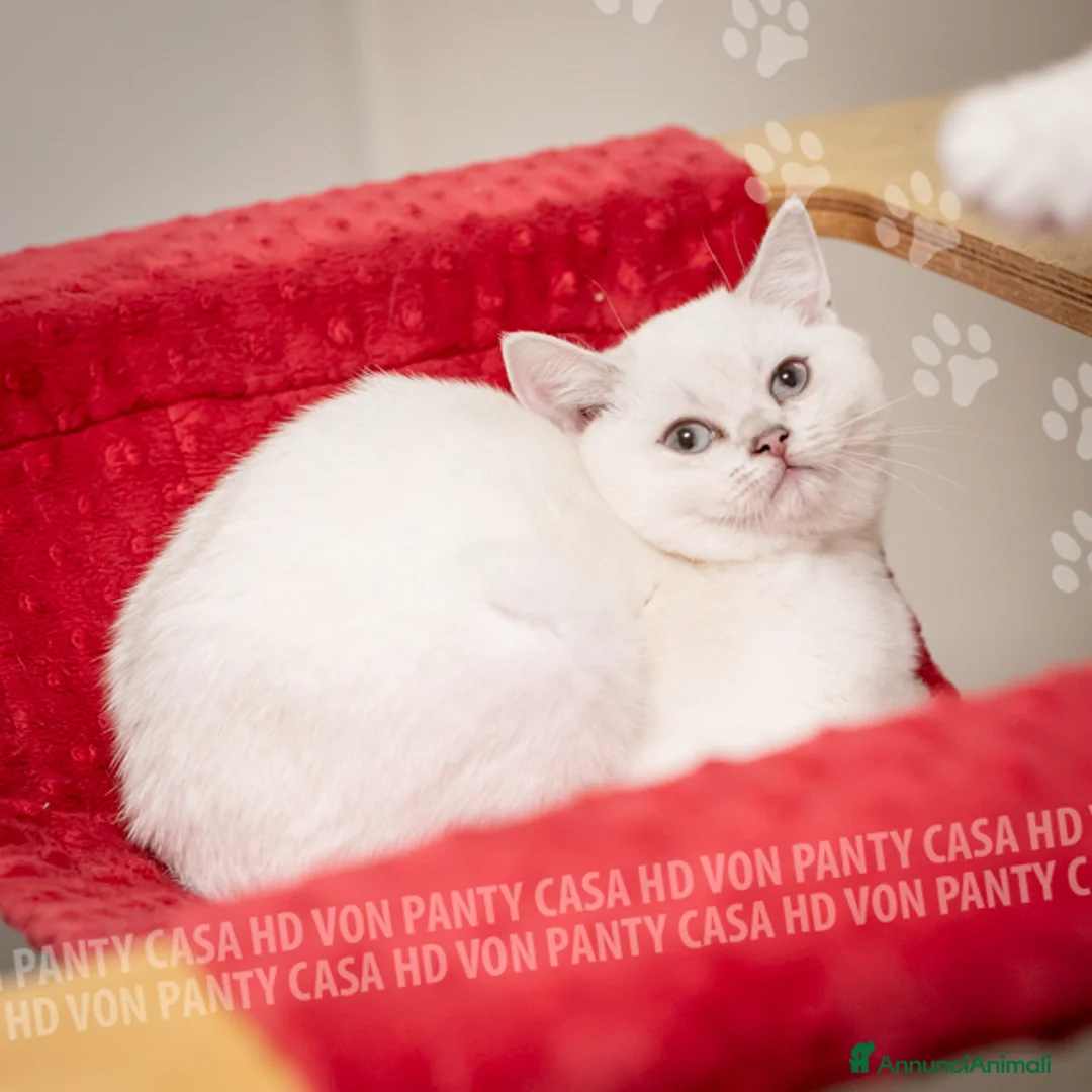British gatti in vendita: Cuccioli British Shorthair  - Annuncio 5