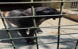Meticcio cani in regalo: Giusy, cucciolona dolcissima e affettuosissima a Provincia di Modena - Immagine 14