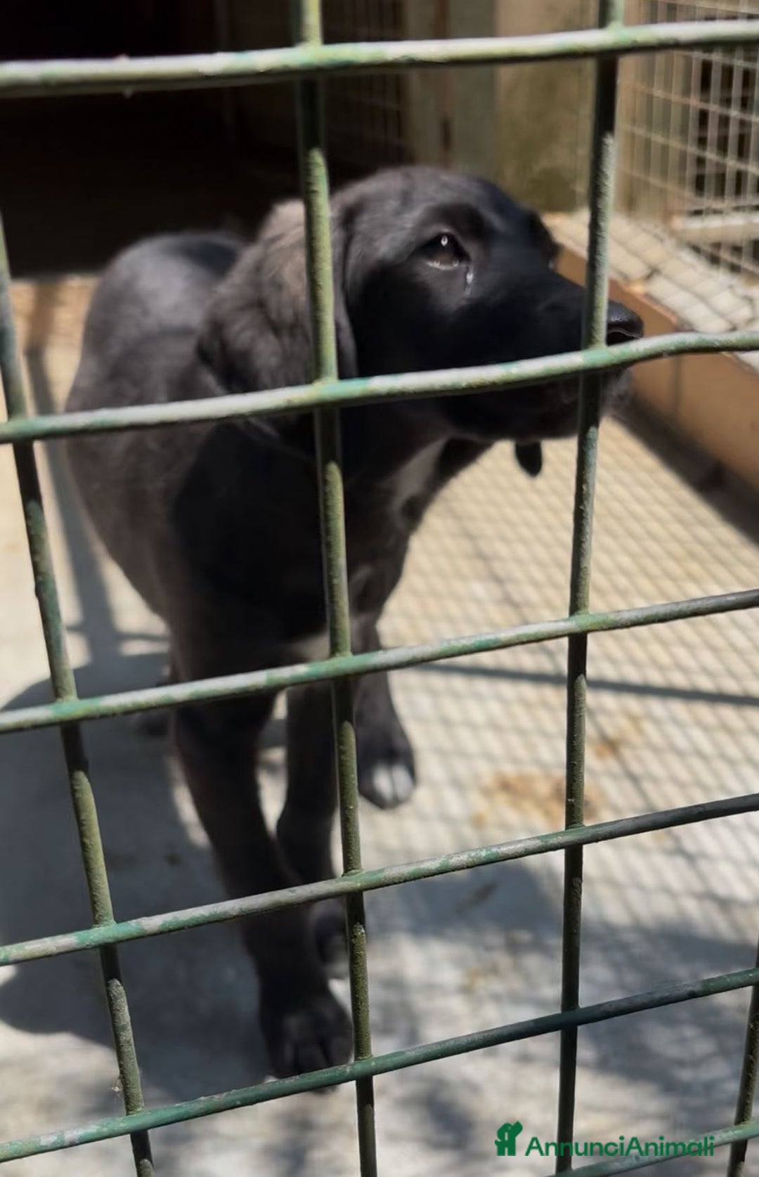 Meticcio cani in regalo: Giusy, cucciolona dolcissima e affettuosissima a Provincia di Modena - Immagine 14