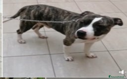 Pitbull cani in regalo: Pitbull 3anni equilibrato,ok bimbi URGENTE GENOVA a Città metropolitana di Milano - Immagine 2