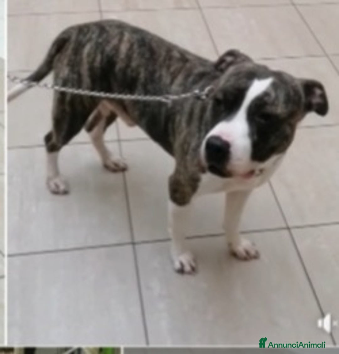 Pitbull cani in regalo: Pitbull 3anni equilibrato,ok bimbi URGENTE GENOVA a Città metropolitana di Milano - Immagine 2