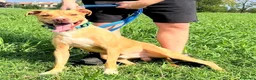Pitbull cani in regalo: CLYDE CERCA CASA - Annuncio 2