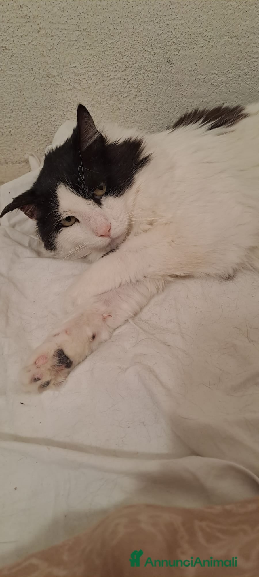 Meticcio gatti GATTO ADULTO SPECIALE - Annuncio 1