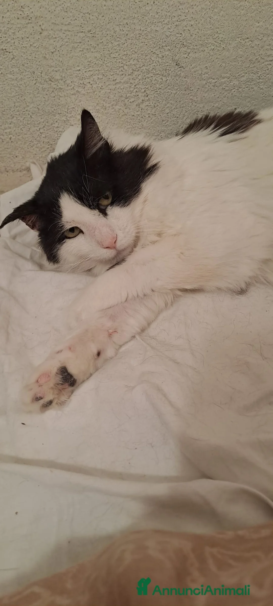 Meticcio gatti in regalo: GATTO ADULTO SPECIALE a Città Metropolitana di Torino - Annuncio 1