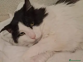 Meticcio gatti GATTO ADULTO SPECIALE - Annuncio 1