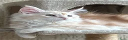 Maine Coon gatti in vendita: Maine Coon  - Annuncio 2