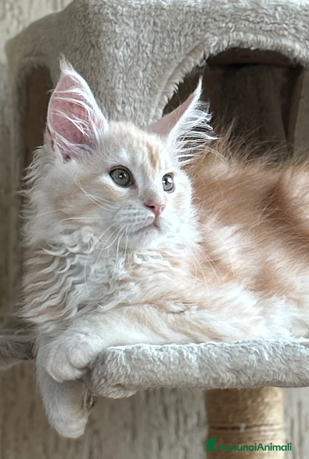 Maine Coon gatti in vendita: Maine Coon  - Annuncio 2