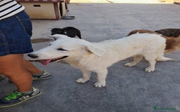 Border Collie cani in regalo: DAVID simil boarder collie - Immagine 3