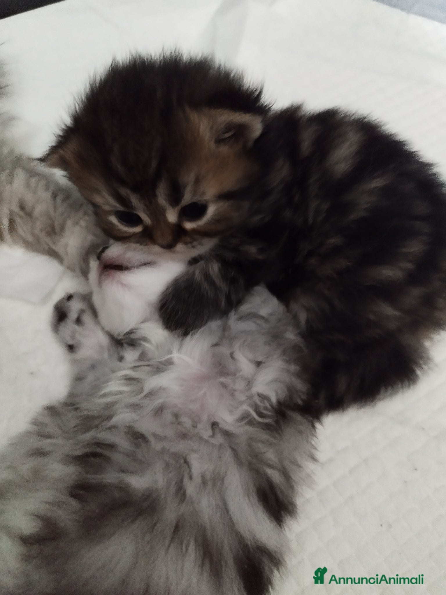 Persiano gatti Persiani silver schaded - Annuncio 3