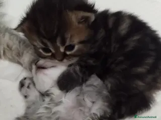 Persiano gatti Persiani silver schaded - Annuncio 1