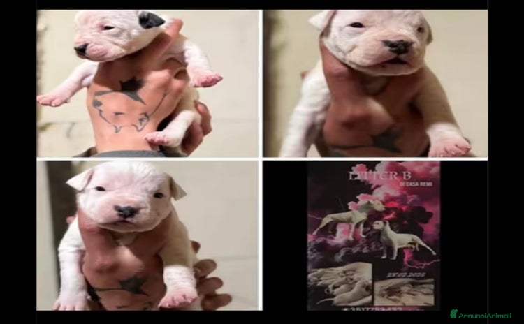 Dogo Argentino cani a Provincia del Verbano-Cusio-Ossola - Annuncio 7