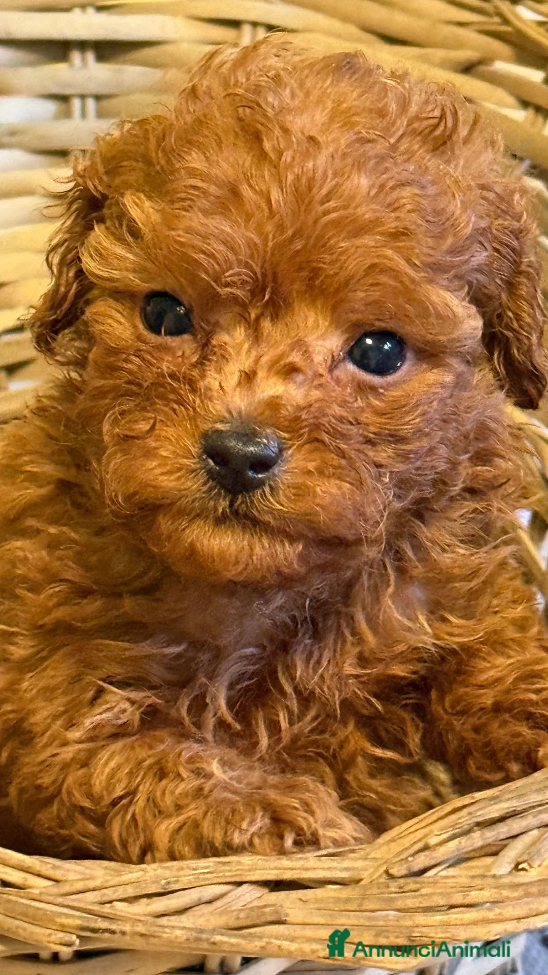 Barboncino Toy cani in vendita: Cuccioli barbone toy - Annuncio 6