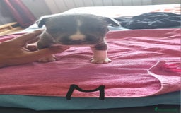 Pitbull cani in vendita: Cuccioli di pitbull a Città Metropolitana di Genova - Immagine 12