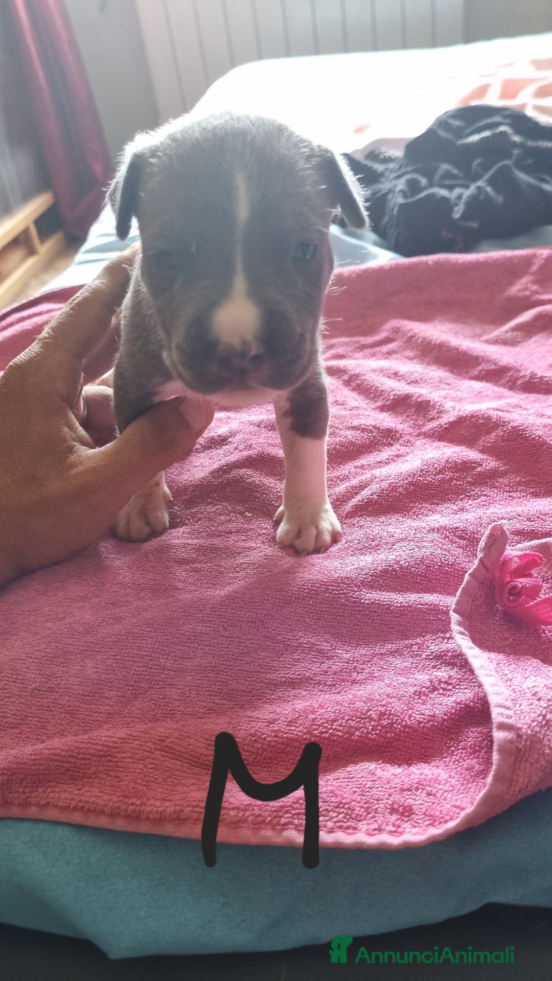 Pitbull cani in vendita: Cuccioli di pitbull a Città Metropolitana di Genova - Immagine 12