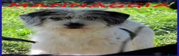 Meticcio cani in regalo: MANNAGGIA simil spinoncina timidina - Annuncio 1