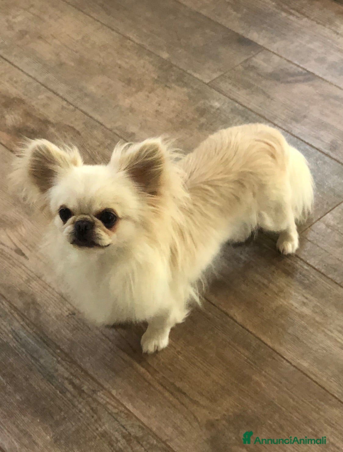 Chihuahua cani Chihuahua femmina  - Annuncio 4