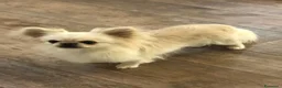 Chihuahua cani in vendita: Chihuahua femmina  - Annuncio 1