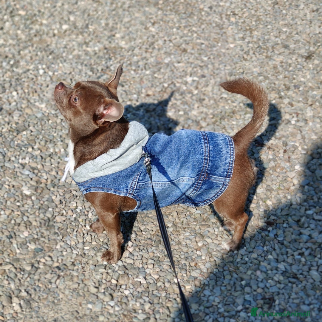 Chihuahua cani in vendita: Chihuahua femmina pedigree Enci pelo corto fulvo - Annuncio 11