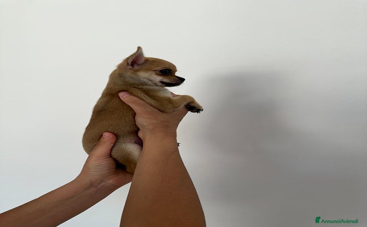 Chihuahua cani a Libero consorzio comunale di Trapani - Annuncio 8