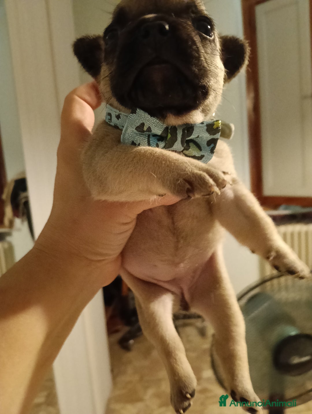Bulldog Francese cani in vendita: Animali  a Città Metropolitana di Firenze - Immagine 3