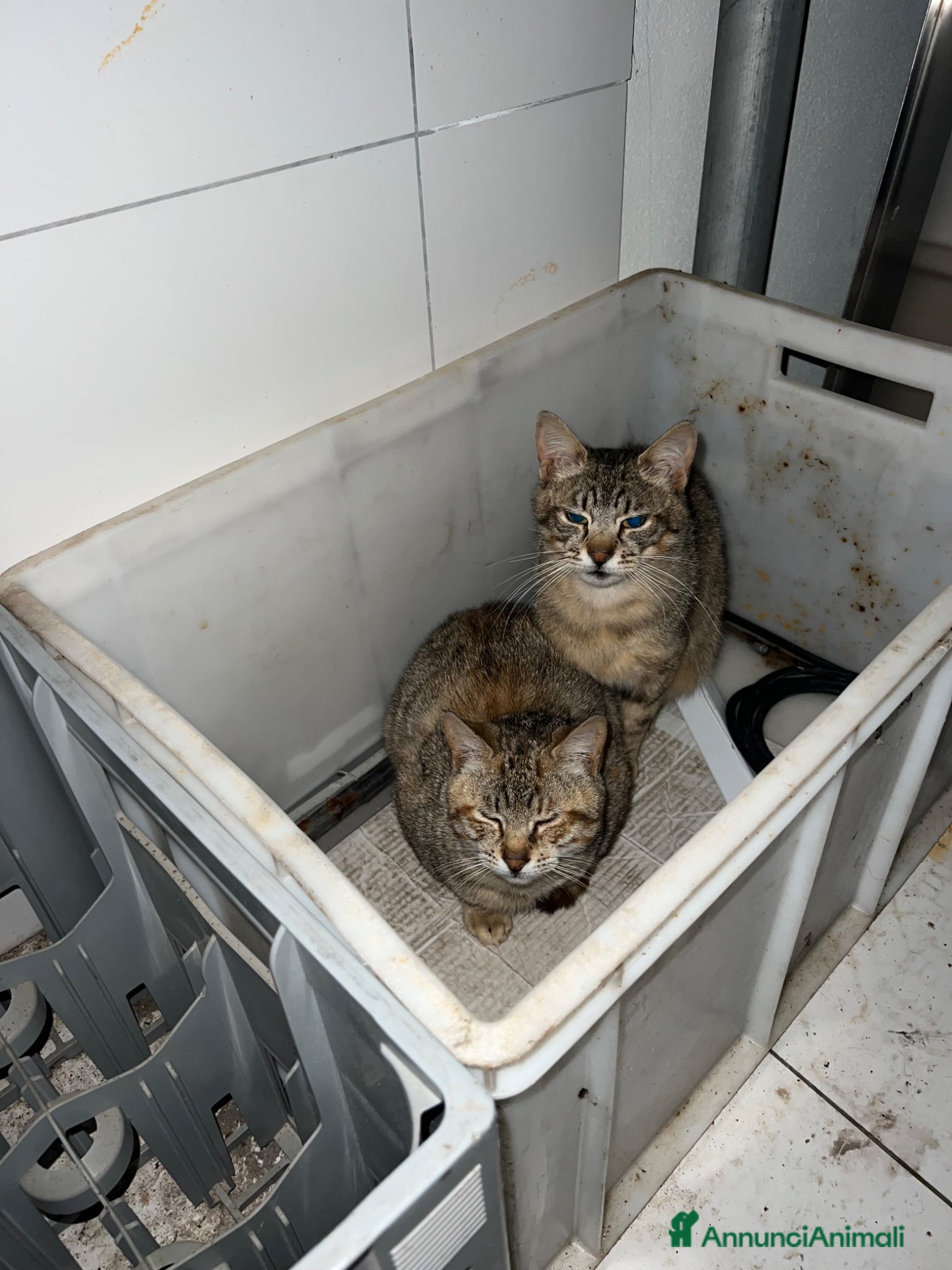 Europeo gatti MORGANA E SCHEGGIA CERCANO ADOZIONE (POZZUOLI NA) - Annuncio 1
