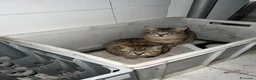 Europeo gatti in regalo: MORGANA E SCHEGGIA CERCANO ADOZIONE (POZZUOLI NA) a Città Metropolitana di Napoli - Annuncio 1
