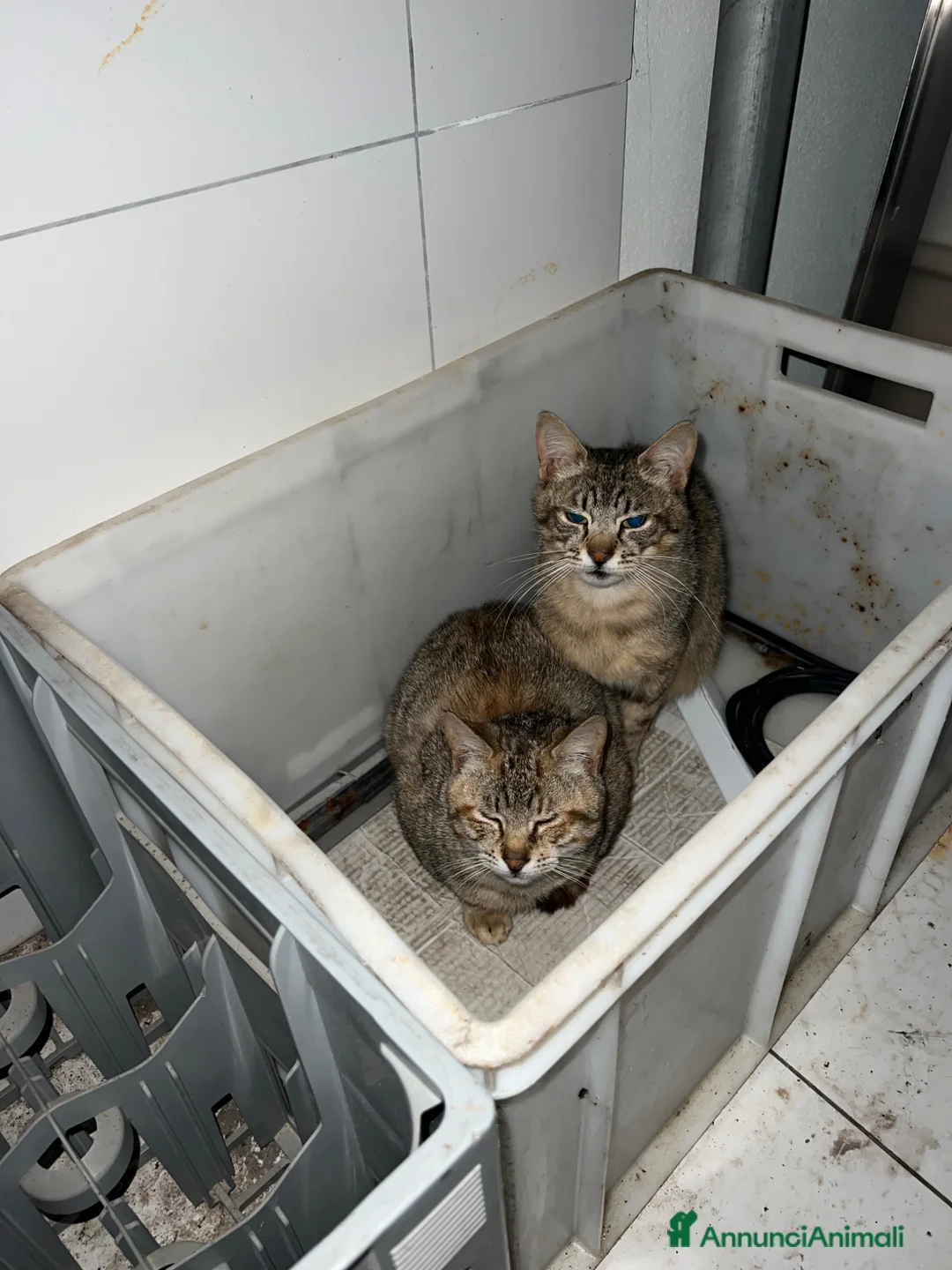 Europeo gatti in regalo: MORGANA E SCHEGGIA CERCANO ADOZIONE (POZZUOLI NA) a Città Metropolitana di Napoli - Annuncio 1