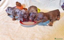 Bassotto cani in vendita: Cuccioli di bassotto kaninken e nano Enci  a Città metropolitana di Roma Capitale - Immagine 2