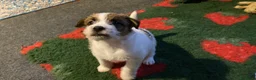 Jack Russell cani in vendita: Cucciolo maschio JACK RUSSELL TERRIER pelo ruvido - Annuncio 14