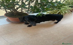 Bassotto cani in vendita: bassotto tedesco Nano a Libero consorzio comunale di Siracusa - Immagine 5