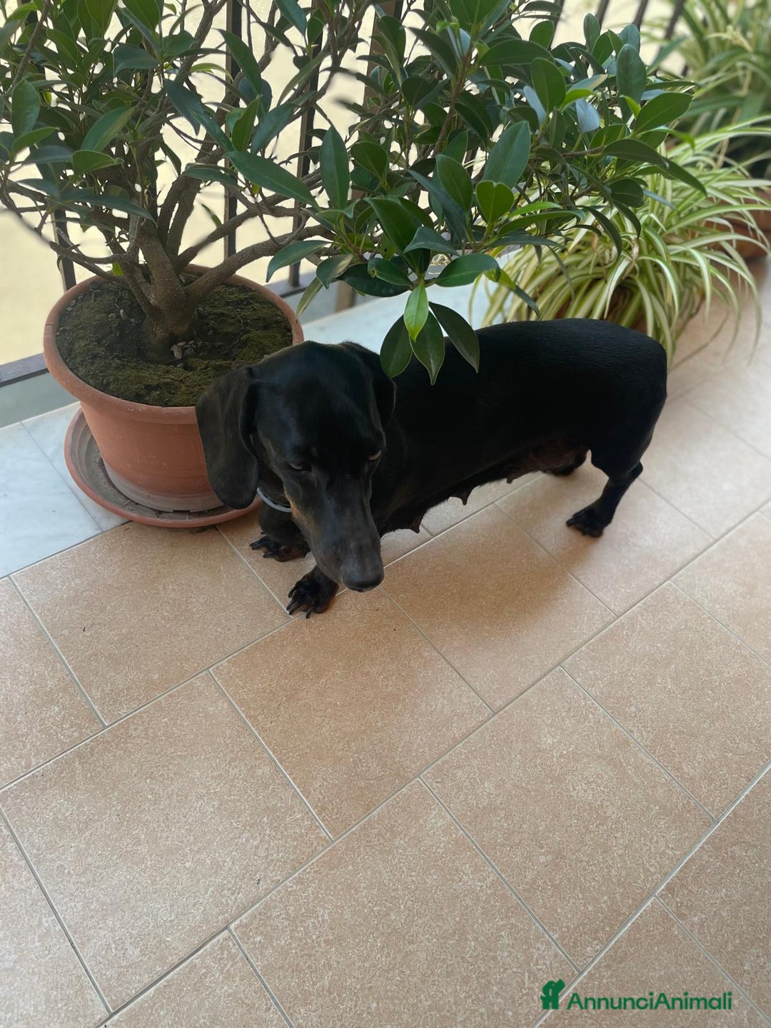 Bassotto cani in vendita: bassotto tedesco Nano a Libero consorzio comunale di Siracusa - Immagine 5