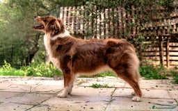 Australian Shepherd cani in vendita: Disponibili cuccioli australian shepherd a Provincia di Savona - Immagine 11