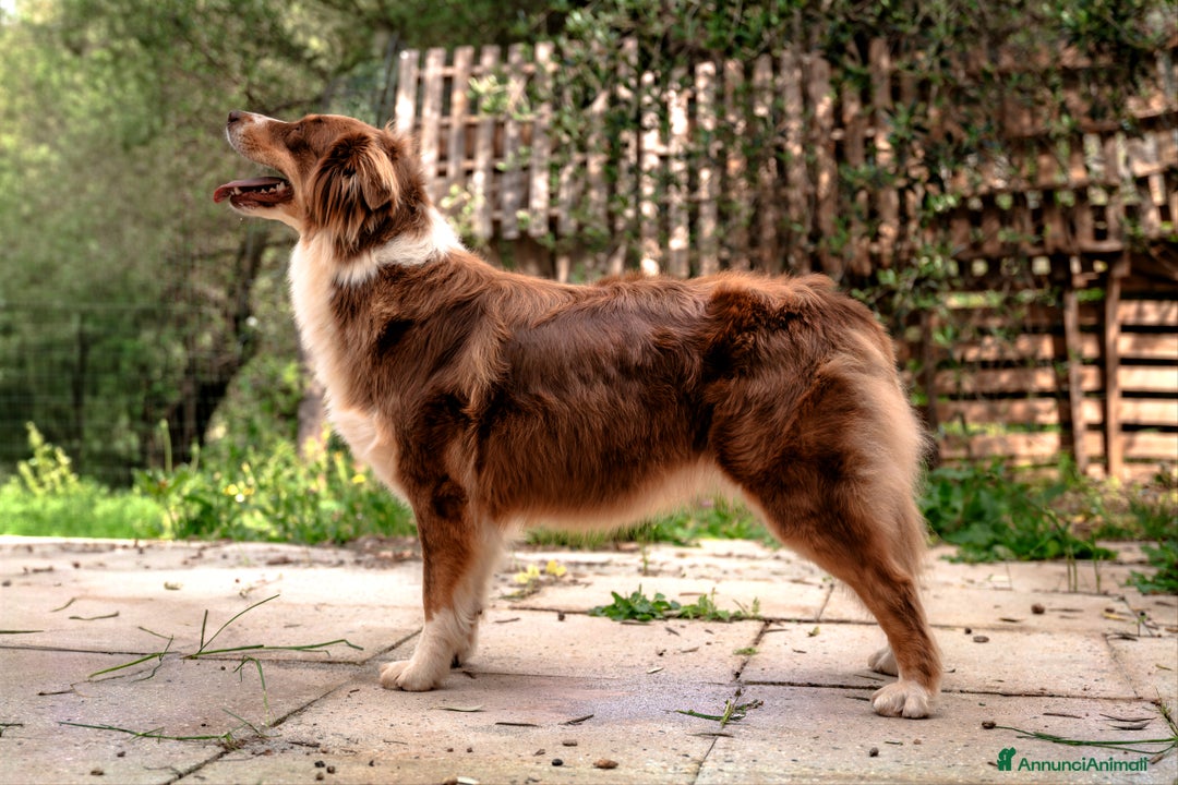 Australian Shepherd cani in vendita: Disponibili cuccioli australian shepherd a Provincia di Savona - Immagine 11