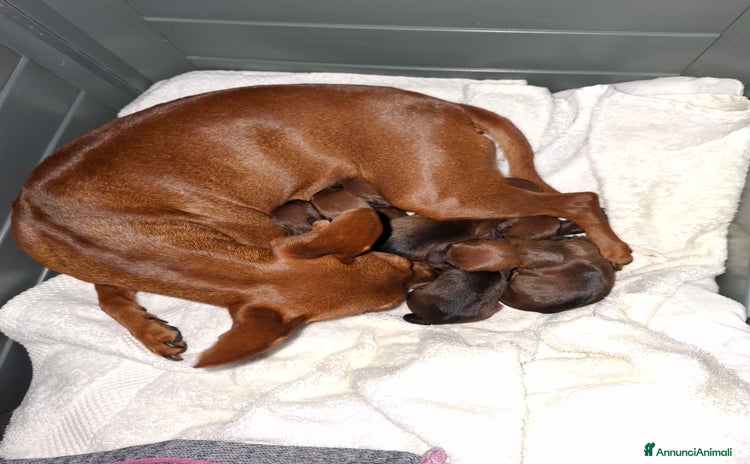 Pinscher Miniatura cani - Annuncio 3