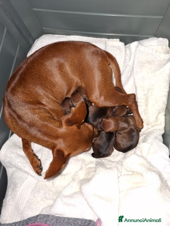 Pinscher Miniatura cani - Annuncio 4