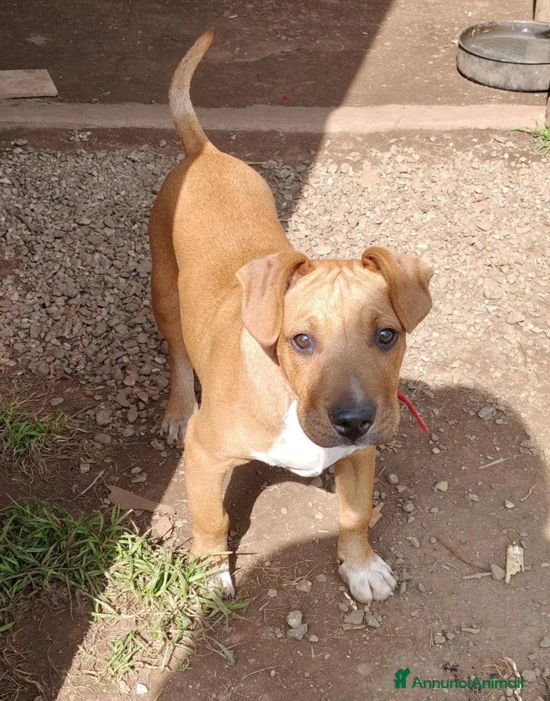 Meticcio cani in regalo: CUCCIOLO ARON - Annuncio 4