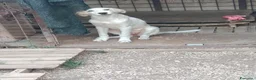 Meticcio cani in regalo: Inna, simil golden! (5 mesi)  - Annuncio 1