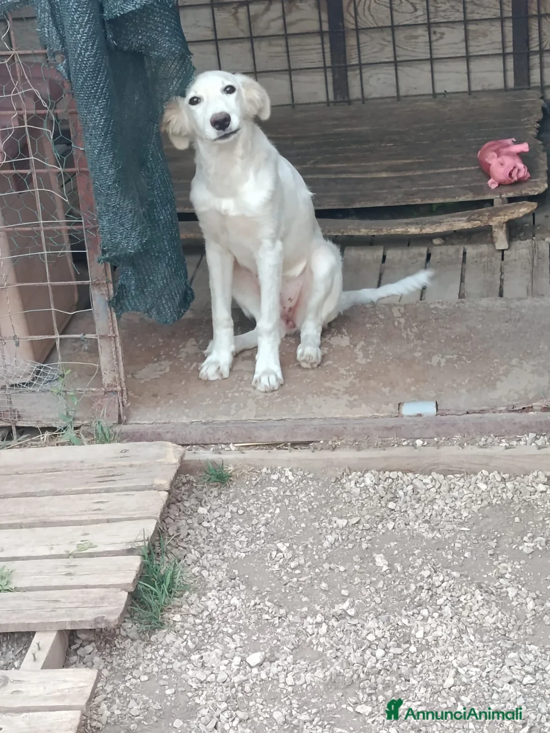 Meticcio cani in regalo: Inna, simil golden! (5 mesi)  - Annuncio 1
