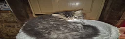 Persiano gatti in vendita: Bellissimo cucciolo di gatto persiano - Annuncio 6