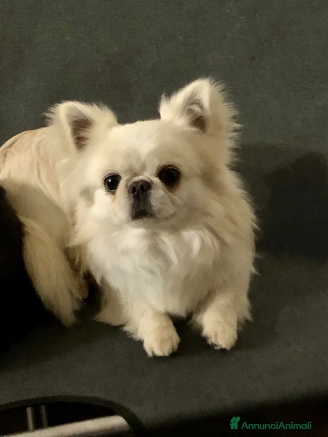 Chihuahua cani in vendita: Maschietto pelo lungo  - Annuncio 11
