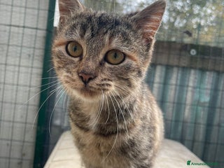 Meticcio gatti MA NESSUNO MI VUOLE? - Annuncio 2