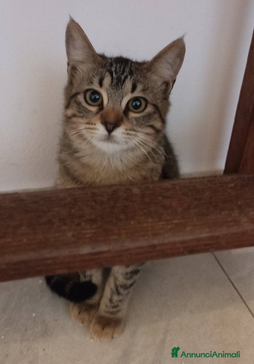 Europeo gatti in regalo: Gattina tigrata  - Annuncio 1